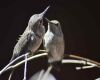 two young hummingbirds together