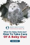 What Do Baby Owls Eat? How To Take Care of a Baby Owl? Thumbnail