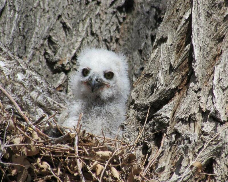 What Do Baby Owls Eat? How To Take Care of a Baby Owl?