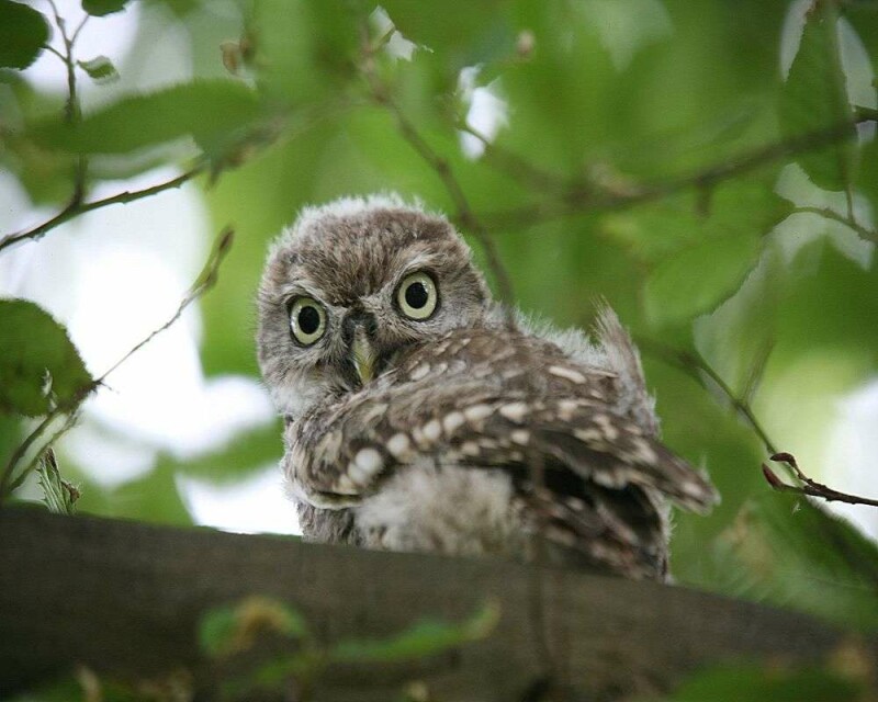 What Do Baby Owls Eat? How To Take Care of a Baby Owl?