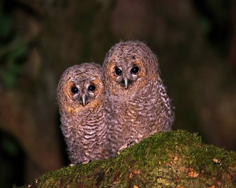 What Do Baby Owls Eat? How To Take Care of a Baby Owl?
