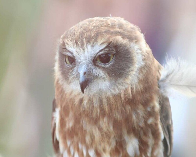 What Do Baby Owls Eat? How To Take Care of a Baby Owl?