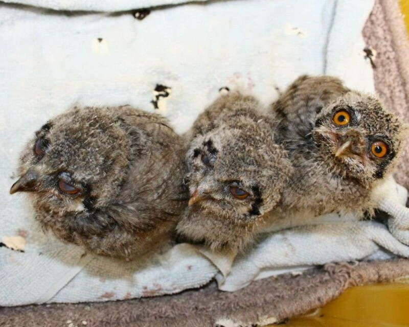 What Do Baby Owls Eat? How To Take Care of a Baby Owl?
