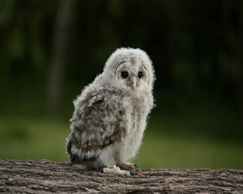 What Do Baby Owls Eat? How To Take Care of a Baby Owl?