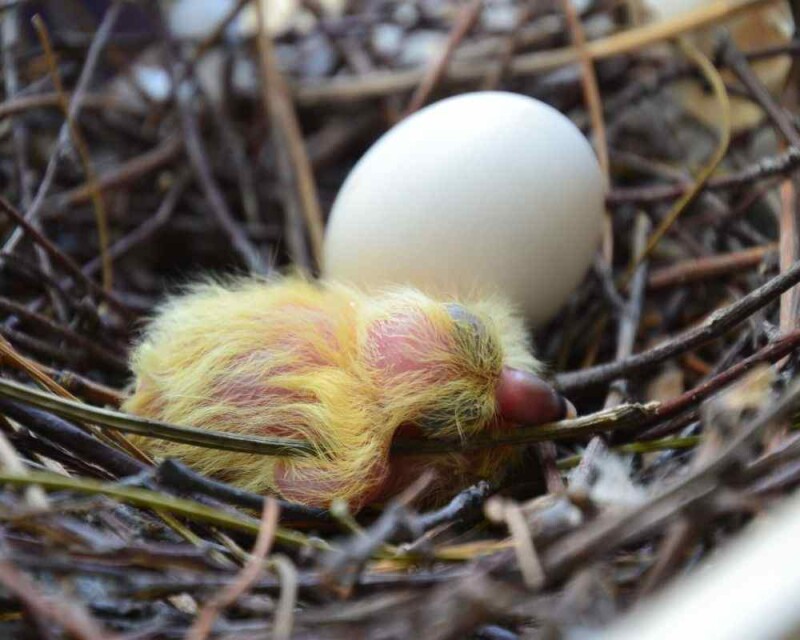 What Do Baby Pigeons Eat? How To Take Care of a Baby Pigeon