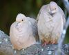 mourning dove pair