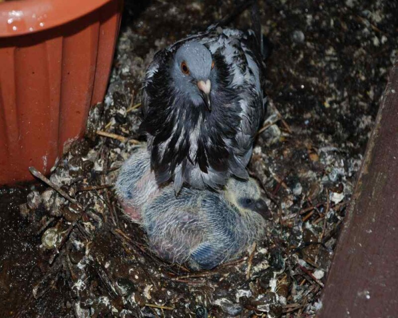 What Do Baby Pigeons Eat? How To Take Care of a Baby Pigeon