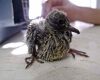 pigeon chick up close