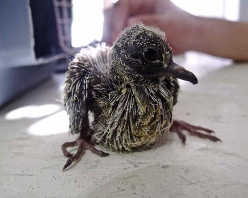 What Do Baby Pigeons Eat? How To Take Care of a Baby Pigeon