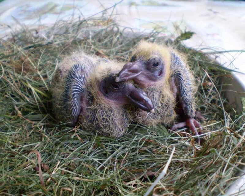 What Do Baby Pigeons Eat? How To Take Care of a Baby Pigeon