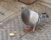 pigeon eating