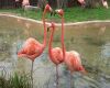 three flamingos