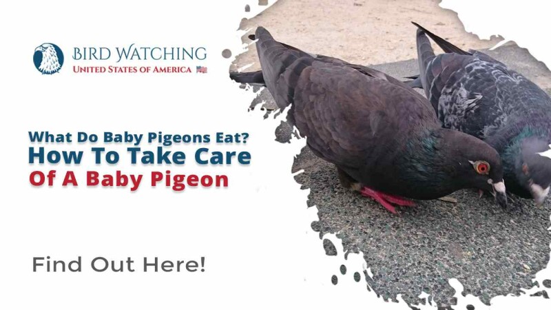 What Do Baby Pigeons Eat? How To Take Care of a Baby Pigeon