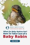 What Do Baby Robins Eat? How to Take Care of a Baby Robin Thumbnail