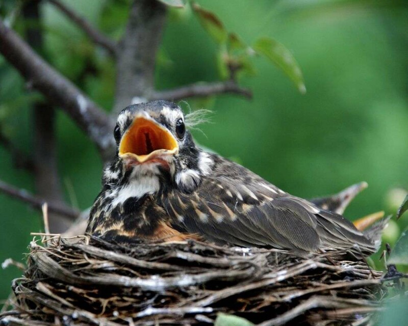 What Do Baby Robins Eat? How to Take Care of a Baby Robin