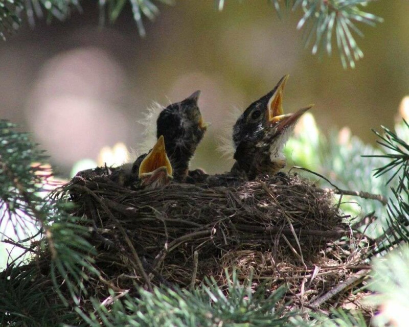 What Do Baby Robins Eat? How to Take Care of a Baby Robin