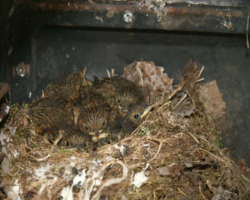 What Do Baby Robins Eat? How to Take Care of a Baby Robin