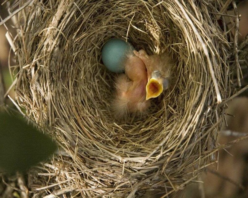 What Do Baby Robins Eat? How to Take Care of a Baby Robin