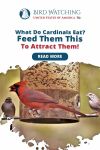 What do Cardinals Eat? Feed Them This to Attract Them! Thumbnail