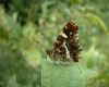 a butterfly on a plant