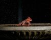 a cardinal bird in water