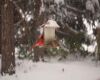 a cardinal visiting a feeder