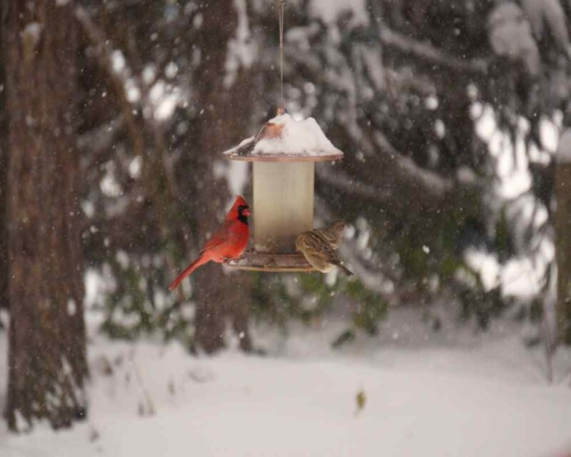 What do Cardinals Eat? Feed Them This to Attract Them!