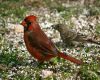 a northern cardinal foraging