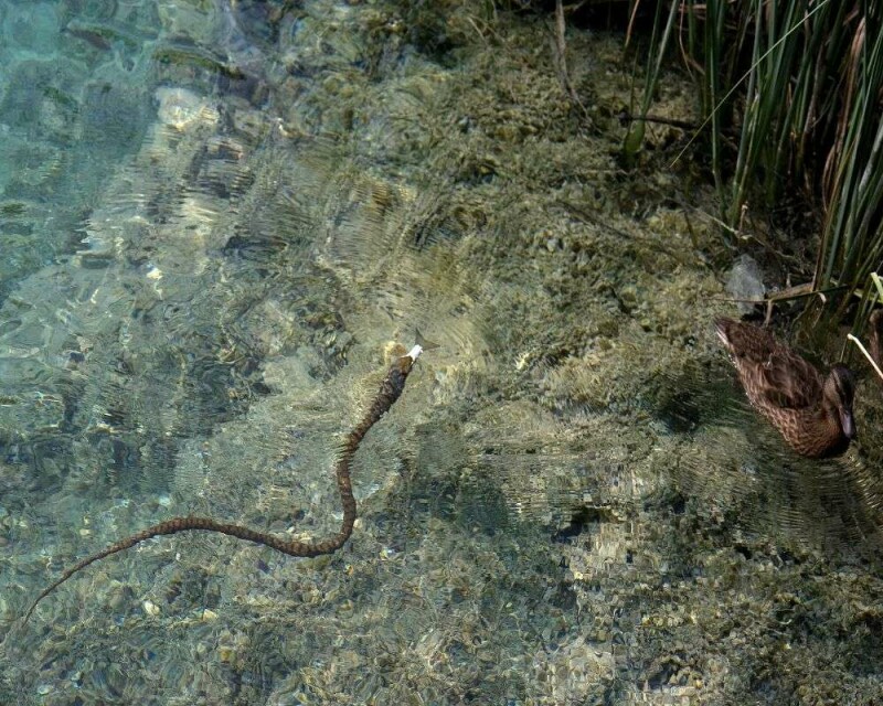 The 7 Shocking Things Ducks Eat in The Wild And Other Stuff