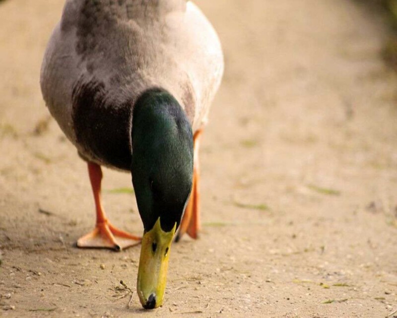 The 7 Shocking Things Ducks Eat in The Wild And Other Stuff
