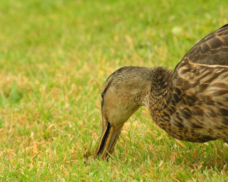 The 7 Shocking Things Ducks Eat in The Wild And Other Stuff