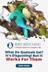 What do Quetzals Eat? It's Disgusting, but it Works for Them! Thumbnail