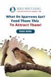 What do Sparrows Eat? Feed Them This to Attract Them! Thumbnail