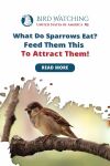 What do Sparrows Eat? Feed Them This to Attract Them! Thumbnail