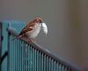 house sparrow holding a feather in its bill