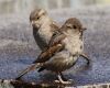 house sparrows sitting on the ground