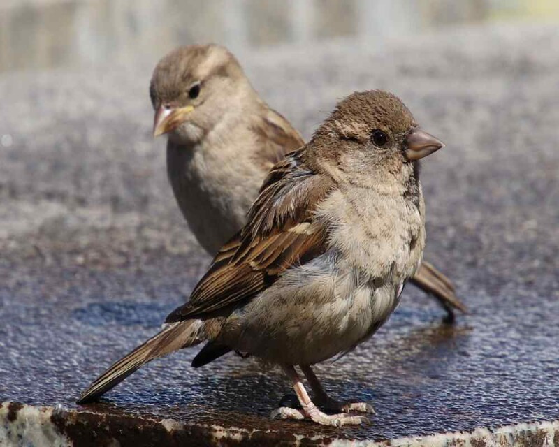 What do Sparrows Eat? Feed Them This to Attract Them!