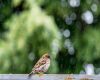 sparrow bathing in rain