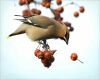 sparrow looking at fruits