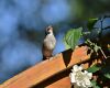 sparrow sitting near flowers