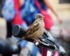 sparrow sitting on a bicycle