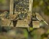 sparrows sitting near a feeder