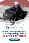 What Do Vultures Eat? It's Disgusting! But It Works for Them Thumbnail
