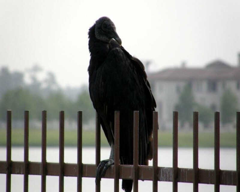 What Do Vultures Eat? It's Disgusting! But It Works for Them
