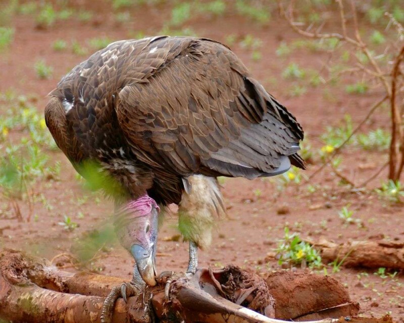 What Do Vultures Eat? It's Disgusting! But It Works for Them