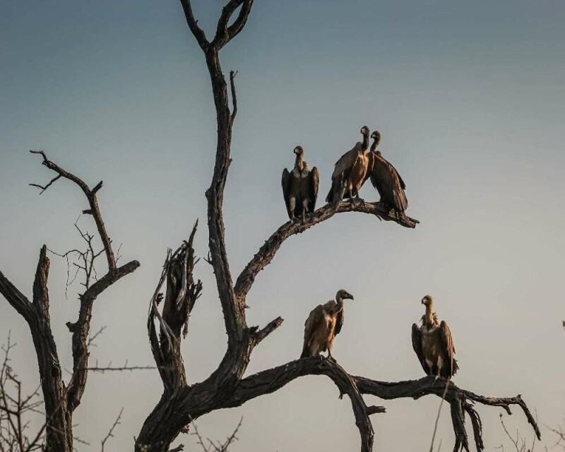 What Do Vultures Eat? It's Disgusting! But It Works for Them