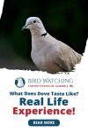 What Does Dove Taste Like? Real-Life Experience! Thumbnail