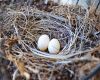 dove eggs