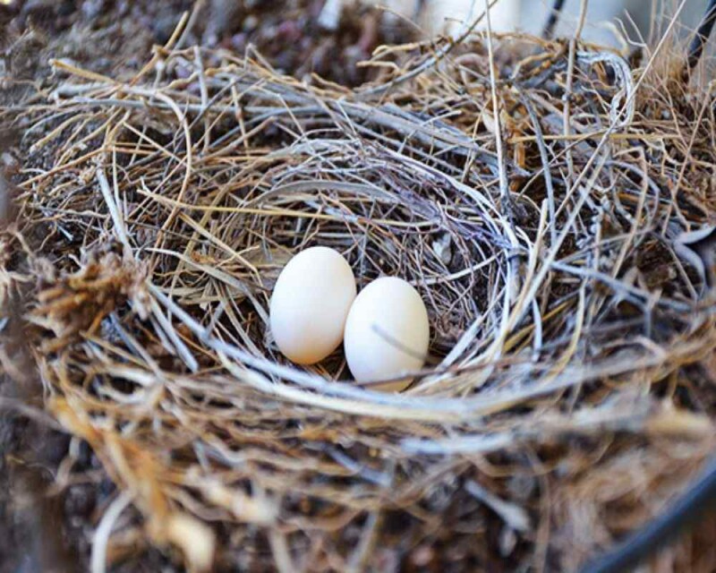 What Does Dove Taste Like? RealLife Experience!