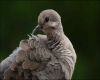 dove ruffled feathers